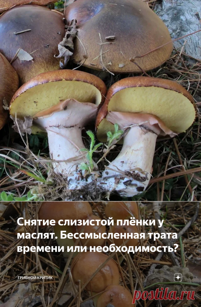 Снятие слизистой плёнки у маслят. Бессмысленная трата времени или необходимость? | грибной критик | Яндекс Дзен