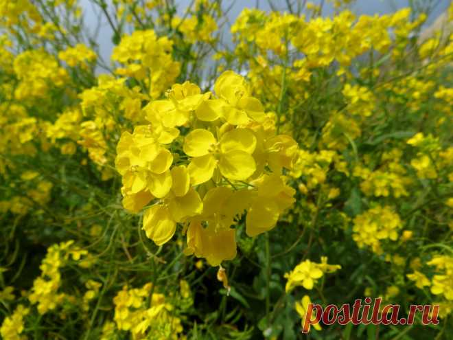 Садовые лекари – рапс и горчица