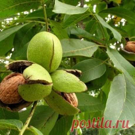 Лечебные свойства листьев грецкого ореха