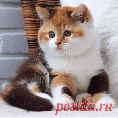 Красавчик!