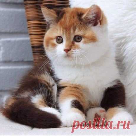 Красавчик!