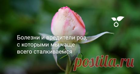 Болезни и вредители роз, с которыми мы чаще всего сталкиваемся В этой статье расскажу об основных заболеваниях и вредителях розы и для наглядности покажу фото роз с явными признаками тех или иных болезней или поражений вредителями.