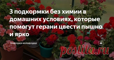 3 подкормки без химии в домашних условиях, которые помогут герани цвести пышно и ярко Чтобы любимая герань (пеларгония) дольше и чаще цвела, необязательно бежать в магазин за дорогими удобрениями. Можно воспользоваться дешевыми натуральными средствами, эффективность которых проверена многими цветоводами.