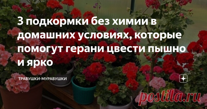 3 подкормки без химии в домашних условиях, которые помогут герани цвести пышно и ярко Чтобы любимая герань (пеларгония) дольше и чаще цвела, необязательно бежать в магазин за дорогими удобрениями. Можно воспользоваться дешевыми натуральными средствами, эффективность которых проверена многими цветоводами.