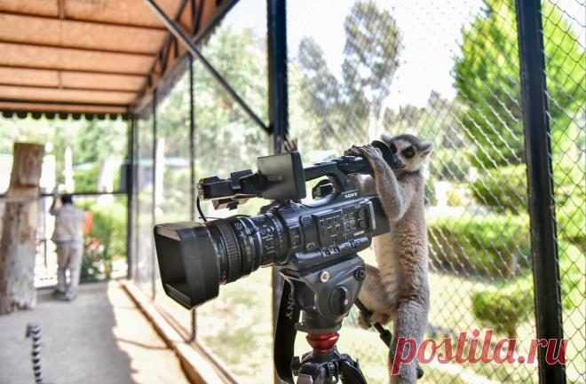 Улыбнитесь, вас снимают Кольцехвостый лемур забирается на камеру в природном парке Тарсус, Мерсин, Турция. Эти пушистые проказники хороши не только в эффектном позировании, но и в способе разрешения конфликтов....