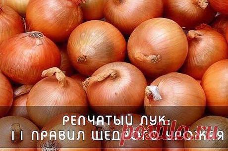 ОДИННАДЦАТЬ ПРАВИЛ ЩЕДРОГО УРОЖАЯ ЛУКА

Чтобы получать стабильно высокие урожаи репчатого лука нужно придерживаться основных правил технологии его выращивания. При посадке репчатого лука важно выбрать оптимальное место под эту культуру, определить приемлемого предшественника, подготовить почву, семенной материал, а также провести посев в подходящие сроки и наилучшим методом. Но давайте обо всем по порядку.

1. Репчатый лук вырастает увесистым и сочным только на плодородных...