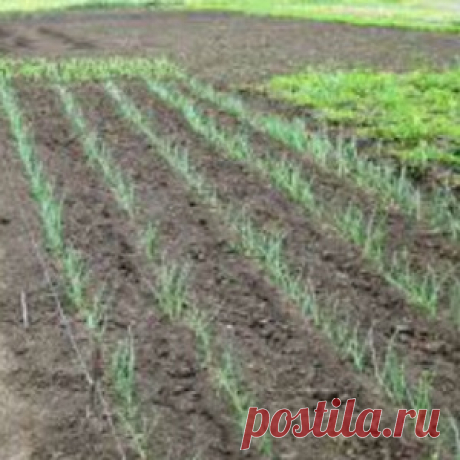 Посадка лука на головку весной в открытом грунте севком и семенами