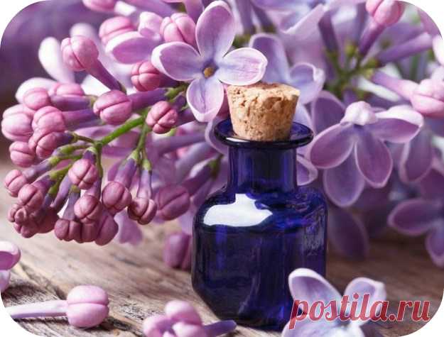 СПИРТОВАЯ НАСТОЙКА ИЗ СИРЕНИ. ЛУЧШИЕ РЕЦЕПТЫ