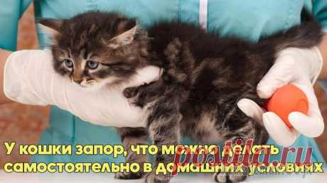 Запор у кошки. Что можно делать самостоятельно в домашних условиях Запор у кошки представляет собой затруднения в процессе опорожнения, то есть является симптомом непроходимости кишечника. Для выявления проблемы подсчитайте, сколько раз за день питомец посещает лоток...