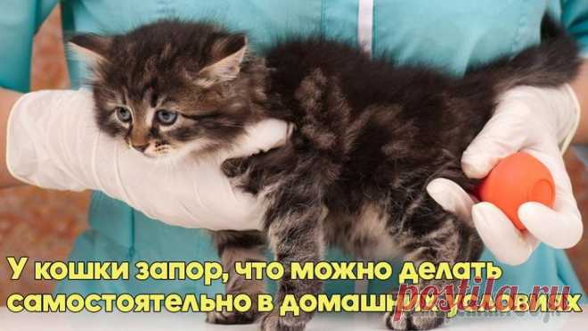 Запор у кошки. Что можно делать самостоятельно в домашних условиях Запор у кошки представляет собой затруднения в процессе опорожнения, то есть является симптомом непроходимости кишечника. Для выявления проблемы подсчитайте, сколько раз за день питомец посещает лоток...