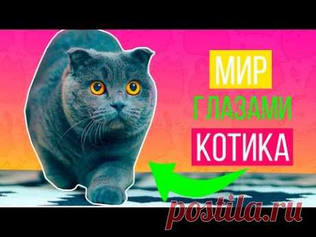 МИР ГЛАЗАМИ КОТИКА 2 ЧАСТЬ