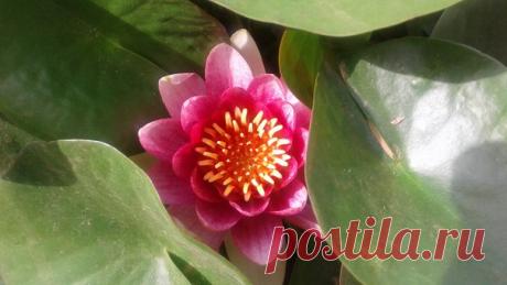 Вторую неделю градусник зашкаливает, держась около отметки 40 градусов! А для водяной лилии это самая комфортная температура. В этом году красавица выпустила сразу три цветка и разрослась... Если так и дальше пойдет, придется менять водоем на больший! Наша маленькая экзотика 🌺