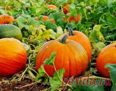 Тыква. Выращивание и уход