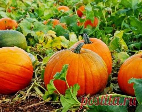 Тыква. Выращивание и уход