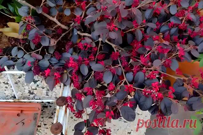 Лоропеталум: вечнозеленый кустарник, идеально подходящий для украшения вашего сада &#8211; Agro-Info