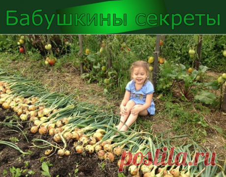 Теперь я каждый год получаю хороший урожай лука: 4 простых совета