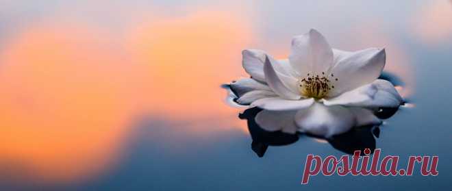 Flowers and Plants Photo Challenge
