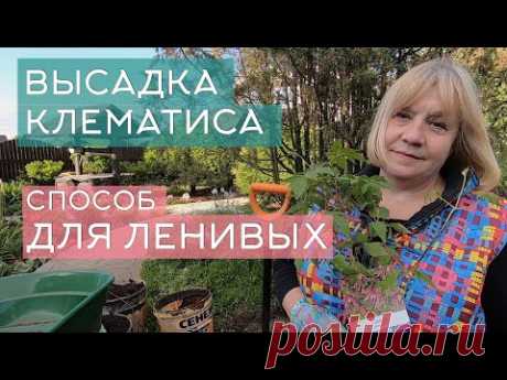 Высадка клематиса: способ для ленивых. Показываю на примере посадки клематиса княжик.