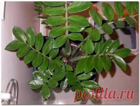 Zamioculcas или "долларовое дерево" - секреты ухода
Долларовое дерево появилось на прилавках магазинов совсем недавно. Еще несколько лет назад отечественные цветоводы и знать не знали о том, что такое растение существует в природе. Этот дивный гость прибыл к нам из Восточной Африки. Его родиной считаются Занзибар и Мадагаскар.
Условия содержания
Происхождение данного представителя флоры следует учитывать для того, чтобы понять, как ухаживать за долларовым деревом.
Любит он...