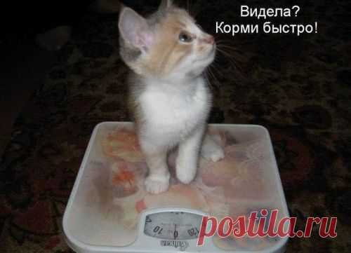 котики Поиск