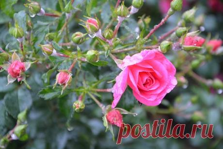 Розы, выращенные из букета. — Кладовочка