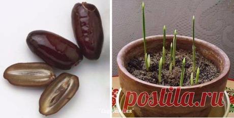 Выращиваем из косточки финиковую пальму
