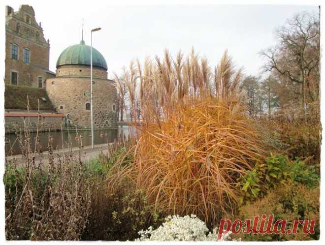 Violaemma Siren - Violaemma Sirens Fotos | Facebook