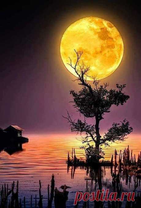 Գիշերը ամբողջ հիվանդ, խելագար
Ես երազեցի արևի մասին:
Շուրջս ոչ մի ձայն ու շշուկ չկար.
Գունատ էր շուրջս` գիշեր ու լուսին:

Ես երազեցի արևի ոսկին,
Տենչացի նրա հրաշքը խնդուն`
Ուզեցի սիրել շշուկն իմաստուն`
Արևանման, արնավառ խոսքի,-

Բայց շուրջս այնպես գունատ էր, տկար.
Խոսքեր չկային ու արև չկար...

(Չարենց)