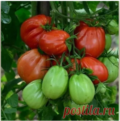 Советы по выращиванию вкусных помидоров
⠀
Секрет 1: много света Помидоры нужно сажать там, где они получат много солнечного света. К тому же, помидоры не любят скученности. Лучше всего им на южных склонах, да ещё и защищённых от холодных ветров.
⠀
Секрет второй: правильный полив Помидоры нужно правильно поливать. Надо помнить, что влажность почвы под помидором должна быть высокой — не менее 85%, а вот влажность воздуха должна оставаться на уровне примерно 50-60%. Для наилу...