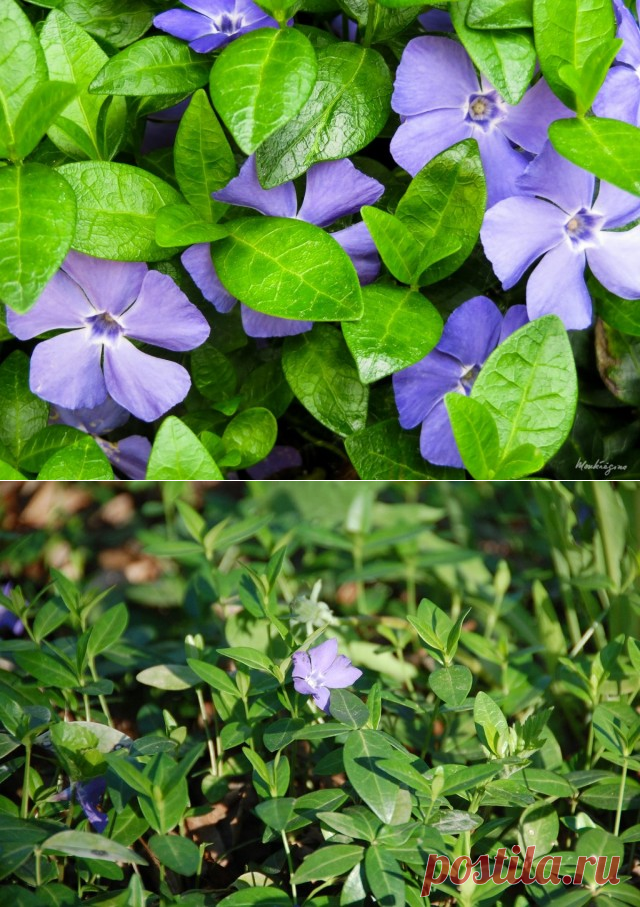 Барвинок малый (Vinca minor L.)
