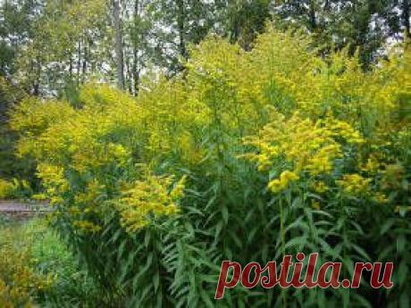 Золотарник: лекарственные свойства и применение