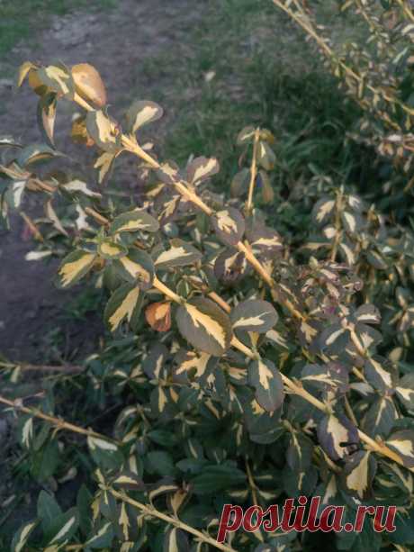 Бересклет Форчуна «Солнечное пятно» (Euonymus fortunei «Sunspot»)