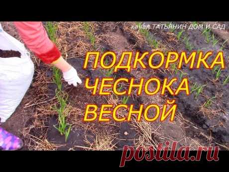 ПОДКОРМКА ЧЕСНОКА ВЕСНОЙ