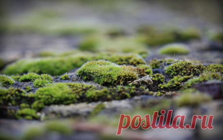 Мох на грядках в огороде. Как избавиться? 3 простых способа. Одна из причин появления мха, это повышенная влажность. Но она не является основной.