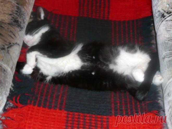 Кузька  в  любимом  кресле