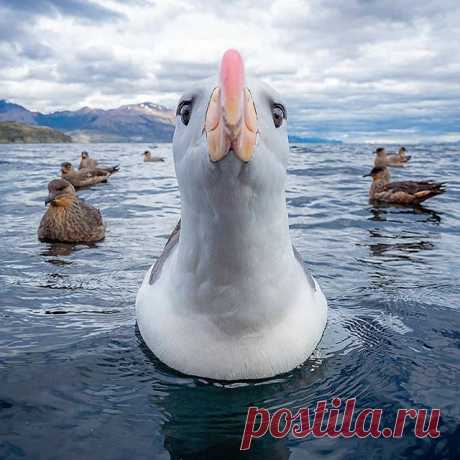 Follow @dailybirdshow for awesome birds ❤️ 
Black-brow albatross by @rodrigomoragaz
.
.
#your_best_birds #bestbirdshots #best_birds_of_world #bird_brilliance #nfnl #elite_worldwide_birds #birds_adored #bird_captures #ip_birds #birdsofinstagram  #nuts_about_birds #bns_birds #birds_illife #best_birds_of_ig #marvelouz_animals #bb_of_ig #macro_turkey #feather_perfection #planetbirds #world_mastershotz_nature  #allnatureshots #amazingphotohunter #master_shots #exclusive_wildlif...