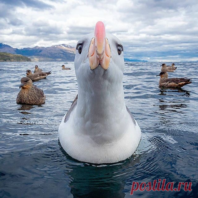 Follow @dailybirdshow for awesome birds ❤️ 
Black-brow albatross by @rodrigomoragaz
.
.
#your_best_birds #bestbirdshots #best_birds_of_world #bird_brilliance #nfnl #elite_worldwide_birds #birds_adored #bird_captures #ip_birds #birdsofinstagram  #nuts_about_birds #bns_birds #birds_illife #best_birds_of_ig #marvelouz_animals #bb_of_ig #macro_turkey #feather_perfection #planetbirds #world_mastershotz_nature  #allnatureshots #amazingphotohunter #master_shots #exclusive_wildlif...