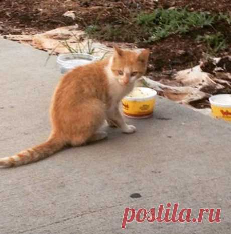 Бродячая кошка обрела дом на пожарной станции. Пожарные из Гринвилля, Южная Каролина, не собирались принимать кошку. Большинство из них даже не думало о себе как о кошатниках. Но два года назад все изменилось, когда инженер Джордан Лид заметил мал…