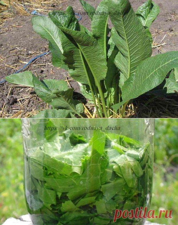 Растирка из хрена