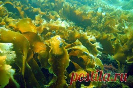 Капуста морская – фантастическая польза