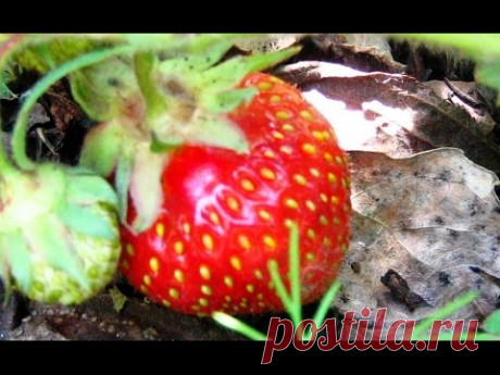 Практические советы. Дом, Сад, Дача,