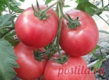 ОПРЫСКИВАЮ РАСТЕНИЯ НАСТОЕМ ИЗ ДРОЖЖЕЙ, И МОИ ПОМИДОРЫ И ОГУРЦЫ НИЧЕМ НЕ БОЛЕЮТ!
Я огородник с небольшим стажем. Пять лет назад мы с молодой женой на деньги, подаренные нам на свадьбу, купили не ковры-паласы-утюгителефоны, а дачу. И ни разу не пожалели, потому что теперь все свое свободное время мы проводим на природе. Туда же вывозим и своих двух маленьких дочек. Тут им полное раздолье: и надувной бассейн, и чистый воздух без городского смога, и свежие фрукты-ягоды только с грядки, и свежее