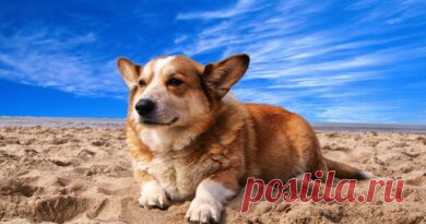 Você sabe por que os cães inclinam a cabeça? - Adote um Cachorro