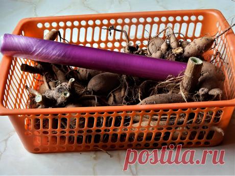 Как я храню клубни георгинов | Цветочная душа | Яндекс Дзен