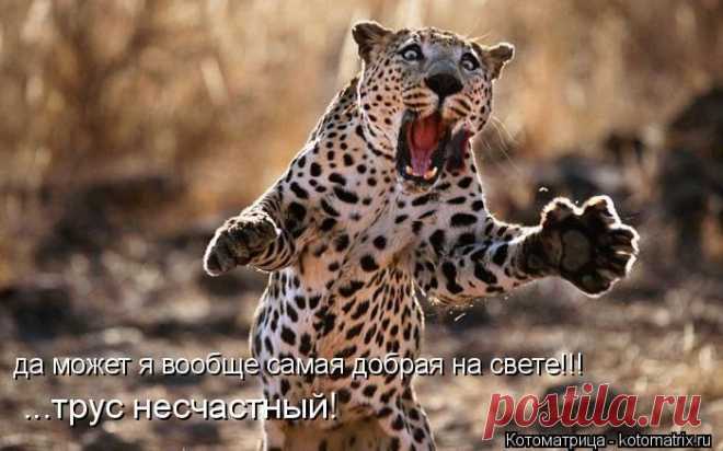 Котоматрица: Круть