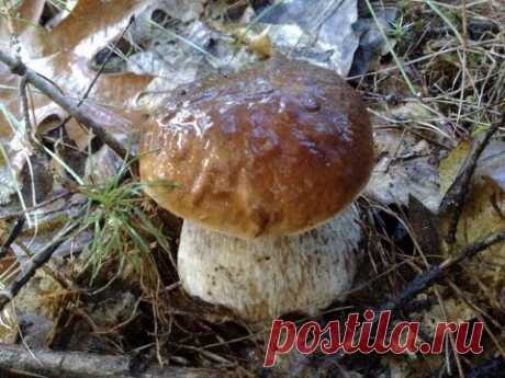 Белые грибы.  Как собирать больше...