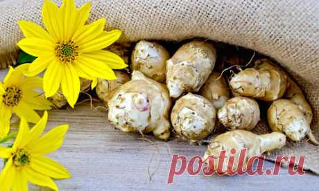 Сегодня расскажу вам, как я выращивала топинамбур в своем огороде давным-давно. Как попал топинамбур в мой огородКогда-то моим начальником (главным