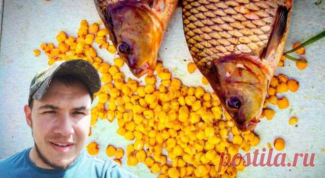 Пьяная Кукуруза для ловли Амура, Сазана и Карася. Простой рецепт | Хроники аборигена | Яндекс Дзен
