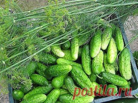 КРАСИВОСТИ ДЛЯ ДАЧИ ИЗ ПОДРУЧНОГО МАТЕРИАЛА