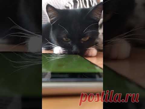 Мышка для кота - Как котятам нравится игра. #shorts - YouTube
Интересная реакция котов на игру для кошек и мышей